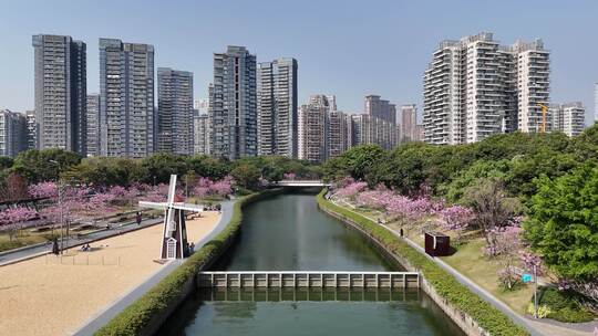 深圳市后海中心河紫花风铃木航拍