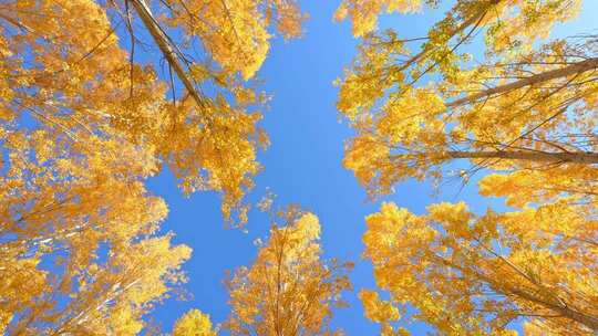 仰拍秋天白桦林合集