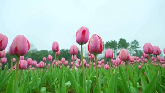 粉色郁金香花海特写