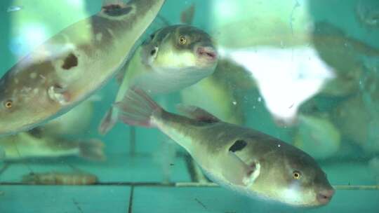 河豚鱼水缸素材慢镜头高清1080p