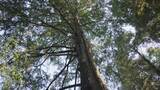 大自然森林大树高清在线视频素材下载