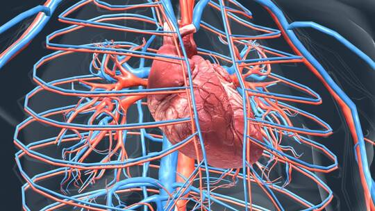 医学人体器官心脏跳动三维动画