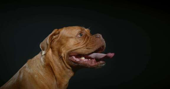 Dogue De Bordeaux，狗，