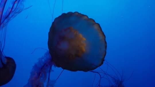 特写深海神秘巨型水母海蜇