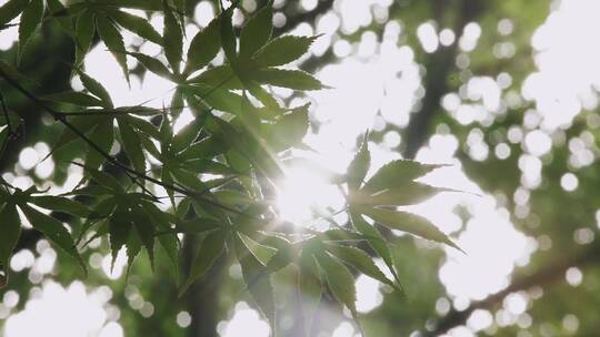阳光透过树叶视频素材模板下载