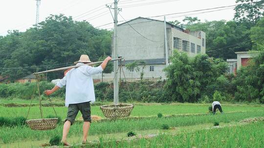 水稻种植视频素材模板下载