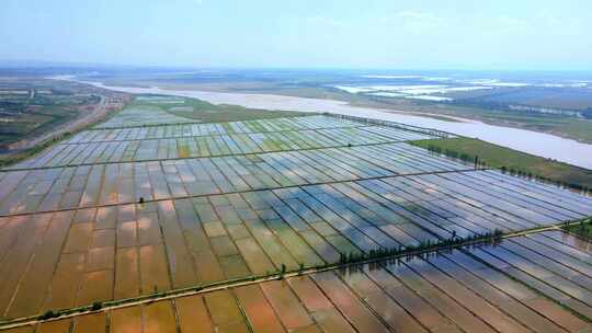 黄河平原水利灌溉水稻基地