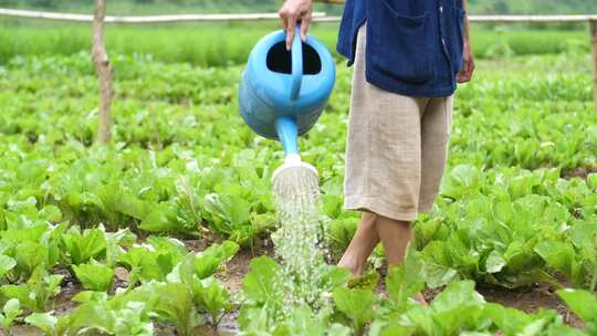 农民给绿色蔬菜浇水