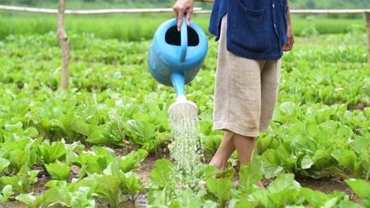 农民给绿色蔬菜浇水视频素材模板下载