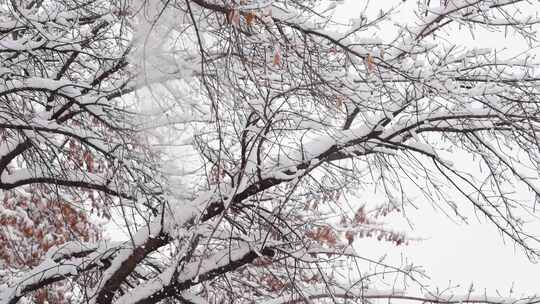 大雪覆盖城市