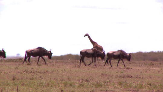 独自行走在草原里遇见角马群的长颈鹿