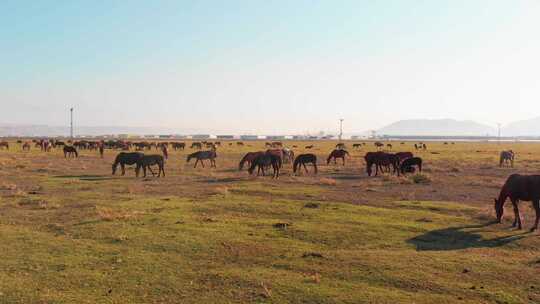 霍梅特西村的野马，土耳其