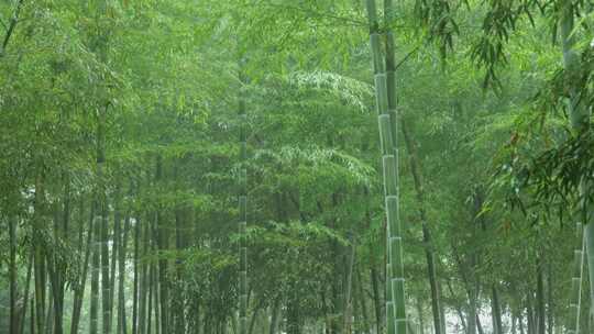 下雨天竹林景观特写，竹节挺拔竹叶繁茂