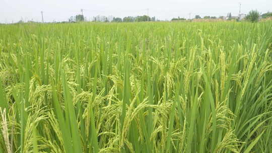 水稻小麦粮食庄稼五常大米丰收