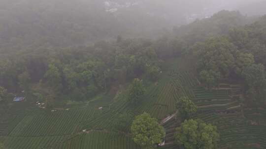 杭州西湖翁家山龙井茶园云雾风光