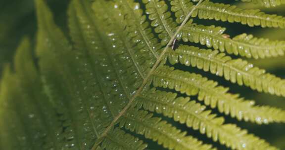 蕨类植物叶子的特写镜头