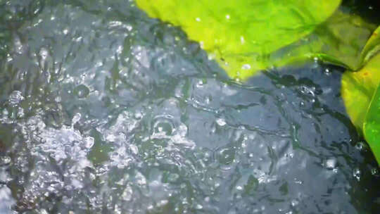 【开放式结尾】东营：雨过荷塘野趣横生