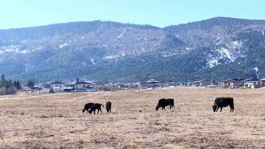 香格里拉  耗牛  放牧视频素材模板下载