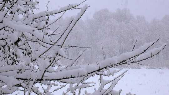 冬天树林里大雪纷飞视频素材模板下载