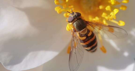 气蝇花蝇或Syrphid蝇昆虫科食蚜蝇科