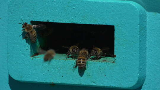 蜂巢入口附近腿上有彩色花粉的蜜蜂特写镜头