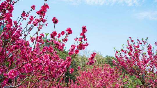 南宁青秀山桃花岛满树桃花视频素材模板下载