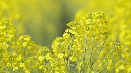 春天农村油菜花海蜜蜂采蜜