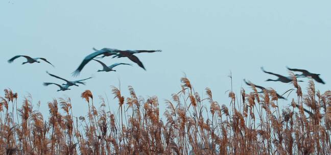 鸟群飞过芦苇上空的慢镜头