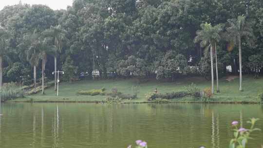 深圳南山区深圳大学校内风景