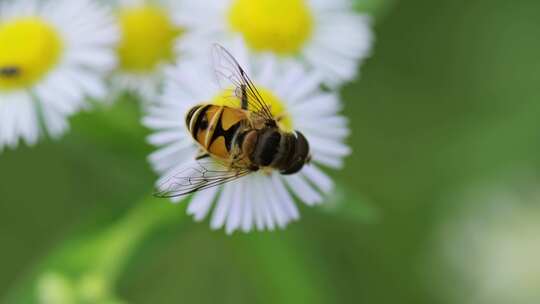 夏天采蜜的蜜蜂和白色野花微距特写镜头