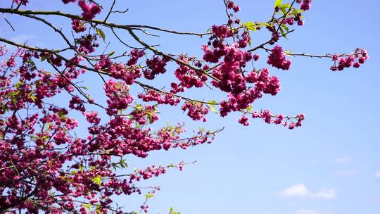 樱花树 茶园樱花美景 浪漫樱花茶园