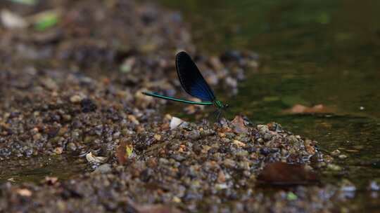 一只黑蓝色的黑蟌 翅膀是蓝色的蜻蜓