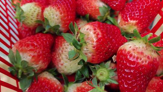 摘草莓/草莓园采摘/自然草莓
