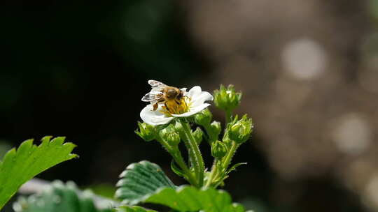草莓花上的蜜蜂