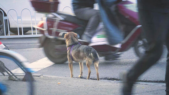 小狗过马路