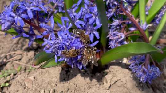 紫色花丛蜜蜂采蜜