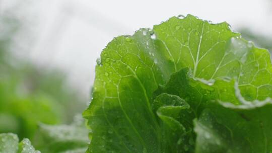 生菜浇水特写视频素材模板下载