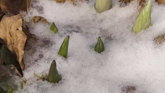 冰雪融化植物生长开花延时春天来了