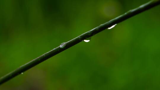 4k实拍雨露水珠素材