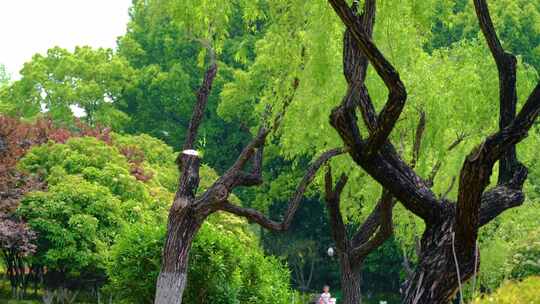 春天秋天公园柳树柳叶飘扬风景视频素材