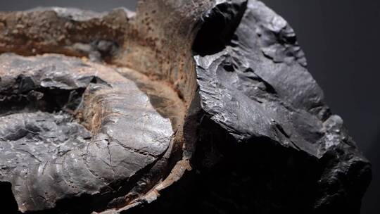鹦鹉螺远古史前海洋生物化石