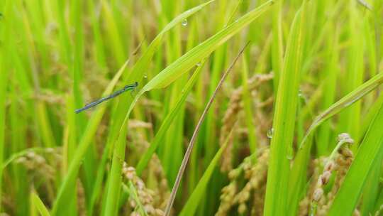 稻田里的蜻蜓视频素材模板下载