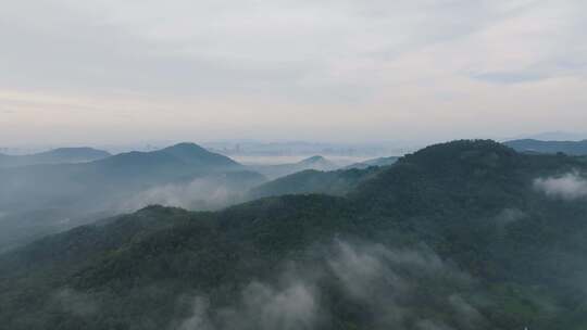 杭州茅家埠西湖龙井茶园风光