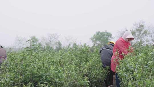 茶农采茶茶园工人正在采摘茶叶