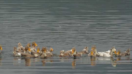 一群鸭子在水中觅食