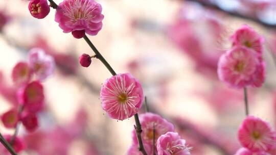 春季红色梅花景观