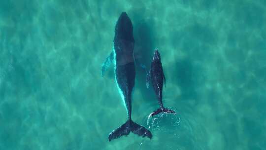 一对鲸鱼母子自由在海上游过