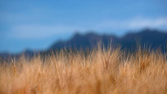 金色麦田里随风摆动的麦子