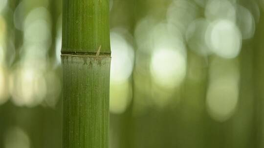 清翠的竹