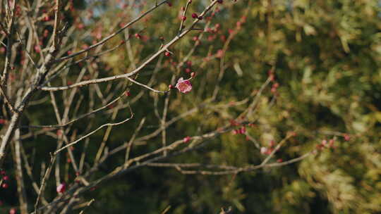 晴朗天气下西溪湿地盛开的梅花